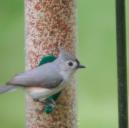 Tufted Titmouse